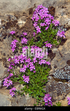 alpine balsam (Erinus alpinus), blooming, Switzerland, Schynige Platte Stock Photo