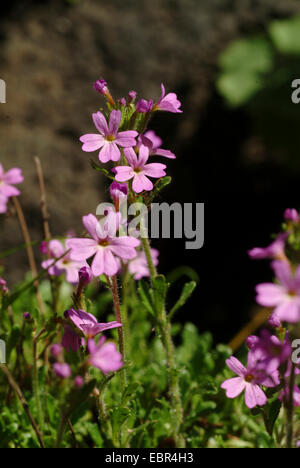 alpine balsam (Erinus alpinus), blooming, Switzerland Stock Photo