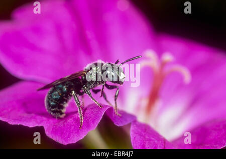 Blue carpenter bee (Ceratina cyanea), male on bloody cranesbill (Geranium sanguineum), Germany Stock Photo