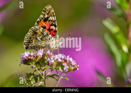 painted lady, thistle (Cynthia cardui, Vanessa cardui), suckling nectar from oregano, Germany Stock Photo