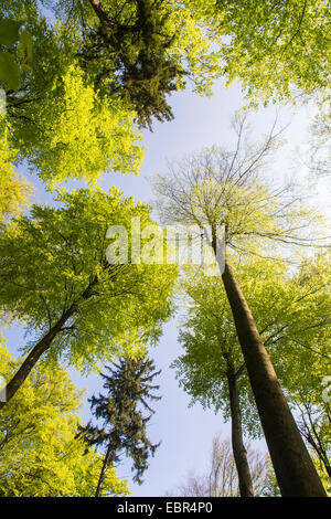 common beech (Fagus sylvatica), beech mixed forest in the morning sun, Germany, Baden-Wuerttemberg, Odenwald