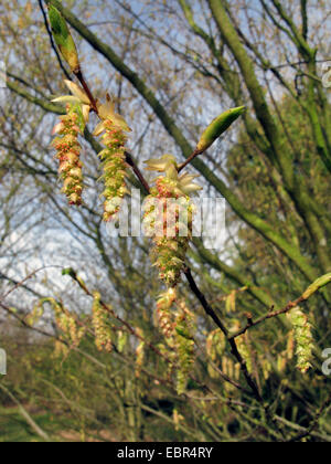 Japanese Hornbeam (Carpinus japonica), branch with mal catkins Stock Photo