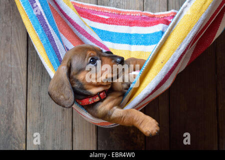 Short-haired Dachshund, Short-haired sausage dog, domestic dog (Canis lupus f. familiaris), dachshund puppy relaxing in a striped hammock, Germany Stock Photo