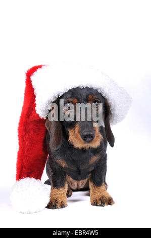 Wire-haired Dachshund, Wire-haired sausage dog, domestic dog (Canis lupus f. familiaris), sitting dachshund with Santa┤s hat, Germany