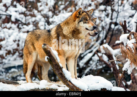 European gray wolf (Canis lupus lupus), two wolves securing, on overturned tree trunk in snowy landscape, Germany Stock Photo