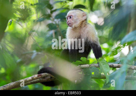 white-throated capuchin (Cebus capucinus), on a tree, Costa Rica, Manuel Antonio National Park Stock Photo