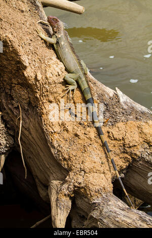 green iguana, common iguana (Iguana iguana), on driftwood at riverbank, Costa Rica, Rio Tarcoles Stock Photo