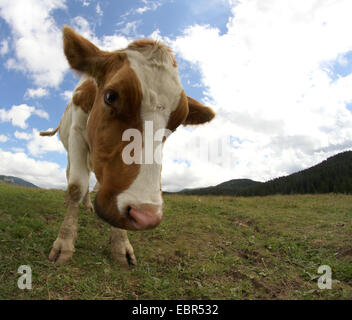 Funny big muzzle of cow photographed by fisheye lens Stock Photo - Alamy