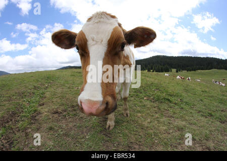 Cute big nose of a cow photographed up close with a wide angle lens ...