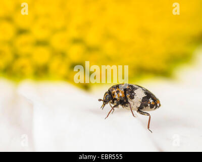 Skin beetle (Anthrenus pimpinellae), eating pollen on ox-eye daisy flower, Germany Stock Photo