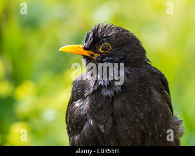 blackbird (Turdus merula), male bathing , Germany Stock Photo