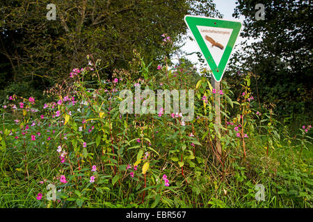 Himalayan balsam, Indian balsam, red jewelweed, ornamental jewelweed, policeman's helmet (Impatiens glandulifera), flowering at the edge of a nature reserve area with nature reserve sign, Germany, Hesse Stock Photo