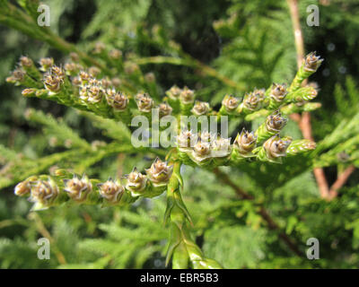 red cedar (Thuja plicata), branch with young cones Stock Photo
