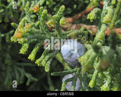 Chinese juniper (Juniperus chinensis 'Hetzii', Juniperus chinensis Hetzii), cultivar hetzii, with blooming an mature cones Stock Photo