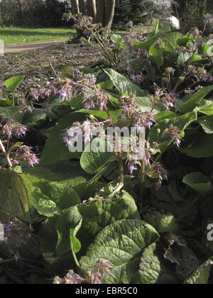 Abraham, Isaac and Jakob (Trachystemon orientalis), blooming Stock Photo