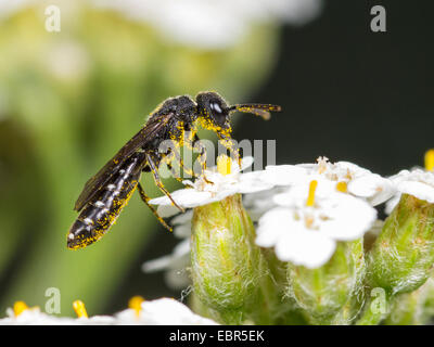 Club-horned wasp (Sapygina decemguttata), female foraging on common yarrow (Achillea millefolium), Germany Stock Photo