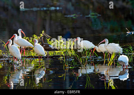 white ibis (Eudocimus albus), searching food in shallow water, Costa Rica, Jaco Stock Photo