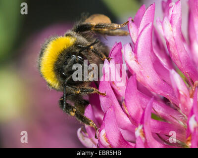 white-tailed bumble bee (Bombus lucorum), worker foraging on red clover, Trifolium pratense, Germany Stock Photo