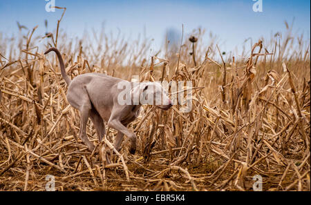 A Weimaraner dog, which is a trained gun dog, hunting in a maize field during winter on a pheasant shoot Stock Photo