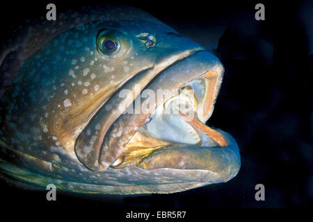 giant grouper (Epinephelus lanceolatus), portrait with gaping mouth , Norway, Lofoten Islands Stock Photo