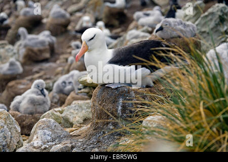 Black-browed albatross (Thalassarche melanophrys, Diomedea melanophris), breeding on a nest in a bird colony with many squeakers, Falkland Islands Stock Photo