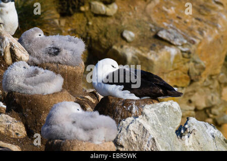 Black-browed albatross (Thalassarche melanophrys, Diomedea melanophris), breeding on a nest in a bird colony with many squeakers and sleeping, Falkland Islands Stock Photo