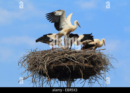 white stork (Ciconia ciconia), four young birds in the nest, Germany Stock Photo