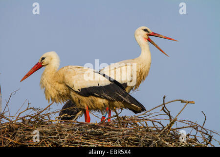 white stork (Ciconia ciconia), pair on the nest, Switzerland, Sankt Gallen, Rheineck Stock Photo