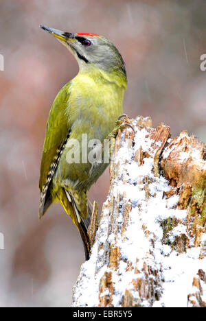 grey-faced woodpecker (Picus canus), sits on a snow covered tree snag, Germany, Hesse Stock Photo