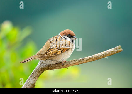 Eurasian tree sparrow (Passer montanus), on a branch, Germany, Hesse Stock Photo