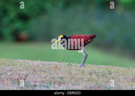 Northern jacana (Jacana spinosa), standing in a meadow, Costa Rica, Rio Tarcoles Stock Photo