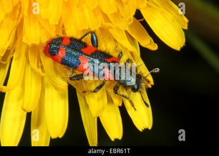 Checkered beetle (Trichodes alvearius), on yellow flower, Germany