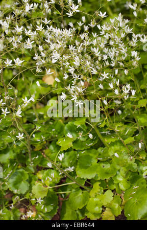 Round-leaved saxifrage, Round leaved saxifrage, Roundleaved Saxifrage (Saxifraga rotundifolia), blooming, Germany Stock Photo