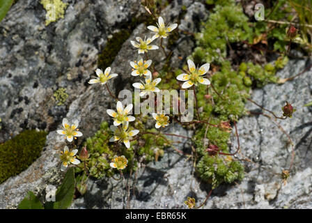 Mossy Saxifrage (Saxifraga bryoides), flower, Switzerland Stock Photo