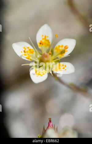 Mossy Saxifrage (Saxifraga bryoides), flower, Germany Stock Photo