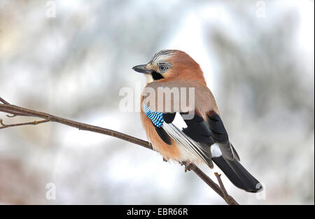 jay (Garrulus glandarius), sits on a branch, Germany, Hesse Stock Photo