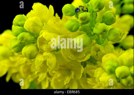 holly-leaf oregongrape, oregon-grape, shining oregongrape, tall oregongrape, mountain grape (Mahonia aquifolium), flowers, Germany Stock Photo