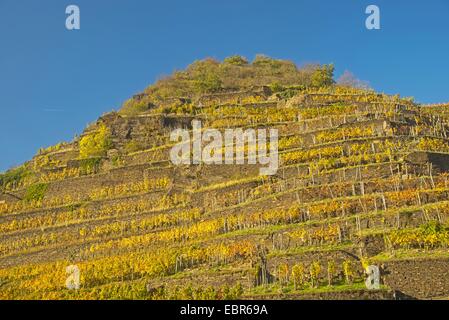 vineyards at the Ahr valley, growing area of the grape-vines Pinot noir and Portugieser Traube, Germany, Rhineland-Palatinate, Eifel, Ahrtal Stock Photo