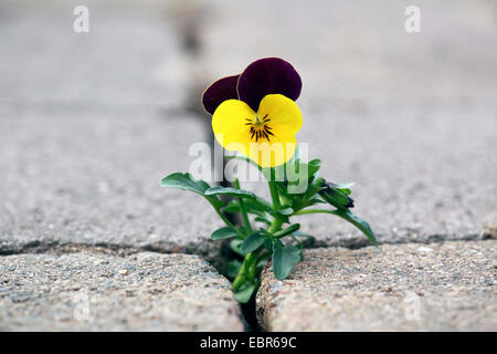 Pansy, Pansy Violet (Viola x wittrockiana, Viola wittrockiana, Viola hybrida), naturalized on a pavement Stock Photo