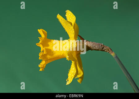 daffodil (Narcissus spec.), flower with raindrops Stock Photo