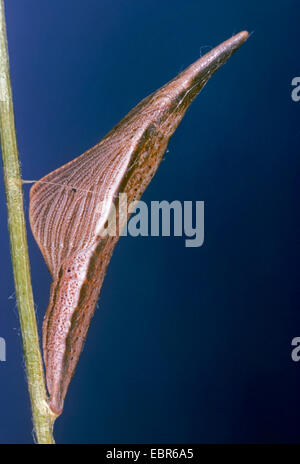 Orange-tip (Anthocharis cardamines), pupa of an orange-tip, Germany Stock Photo