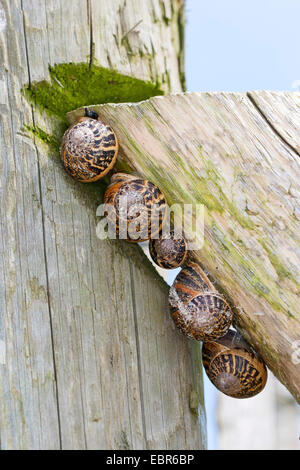 brown garden snail, brown gardensnail, common garden snail, European brown snail (Helix aspersa, Cornu aspersum, Cryptomphalus aspersus), five snail shells, Germany Stock Photo