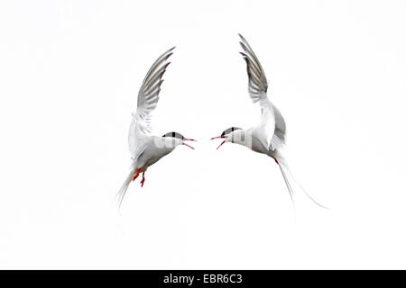 arctic tern (Sterna paradisaea), two fighting terns, Norway, Svalbard Stock Photo