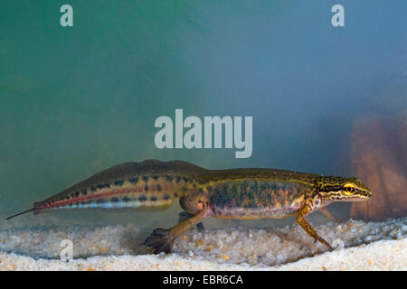 Palmate newt (Triturus helveticus, Lissotriton helveticus), male with nuptial colouration, Germany Stock Photo