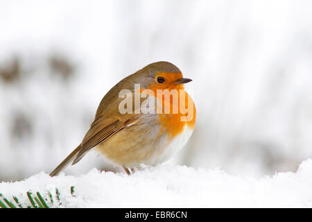 European robin (Erithacus rubecula), fluffed robin in snow, Germany Stock Photo