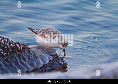 sanderling (Calidris alba), on the feed at the coast of the Baltic Sea with ice on its plumage, Germany Stock Photo