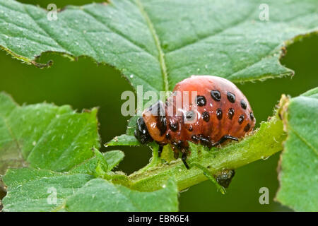 Colorado potato beetle, Colorado beetle, potato beetle (Leptinotarsa decemlineata), larva of a potato beetle, Germany Stock Photo