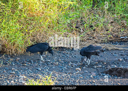 American black vulture (Coragyps atratus), eating fishesat the river bank, Costa Rica, Rio Tarcoles Stock Photo