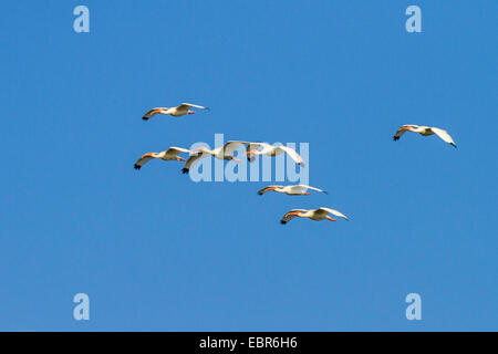 white ibis (Eudocimus albus), flying troop, Costa Rica, Rio Tarcoles Stock Photo