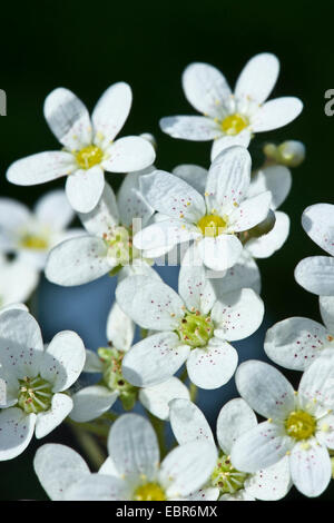 White mountain-saxifrage (Saxifraga paniculata), flowers, Germany Stock Photo